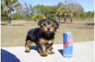 Meet Rucker - our Yorkshire Terrier Puppy Photo 2/3 - Florida Fur Babies