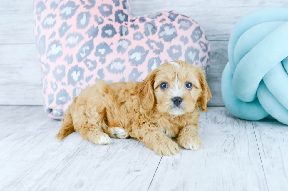 Meet  Red - our Cavapoo Puppy Photo 3/4 - Florida Fur Babies