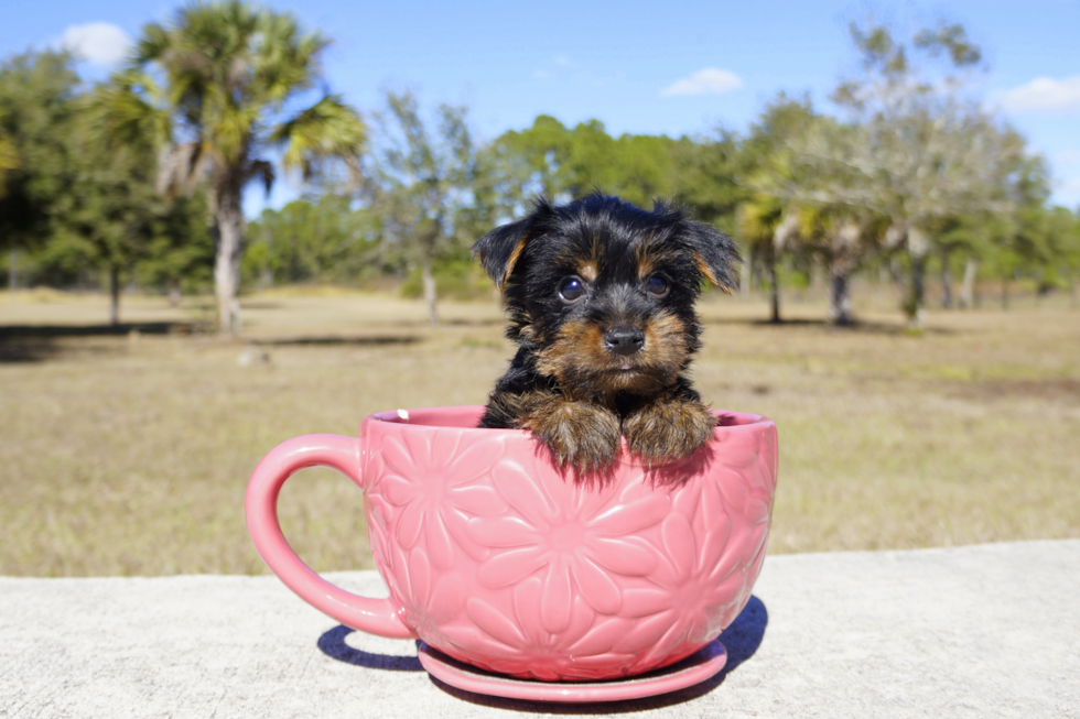 Meet Rocky - our Yorkshire Terrier Puppy Photo 1/2 - Florida Fur Babies