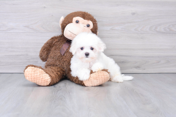 Meet Podrick - our Maltese Puppy Photo 1/2 - Florida Fur Babies