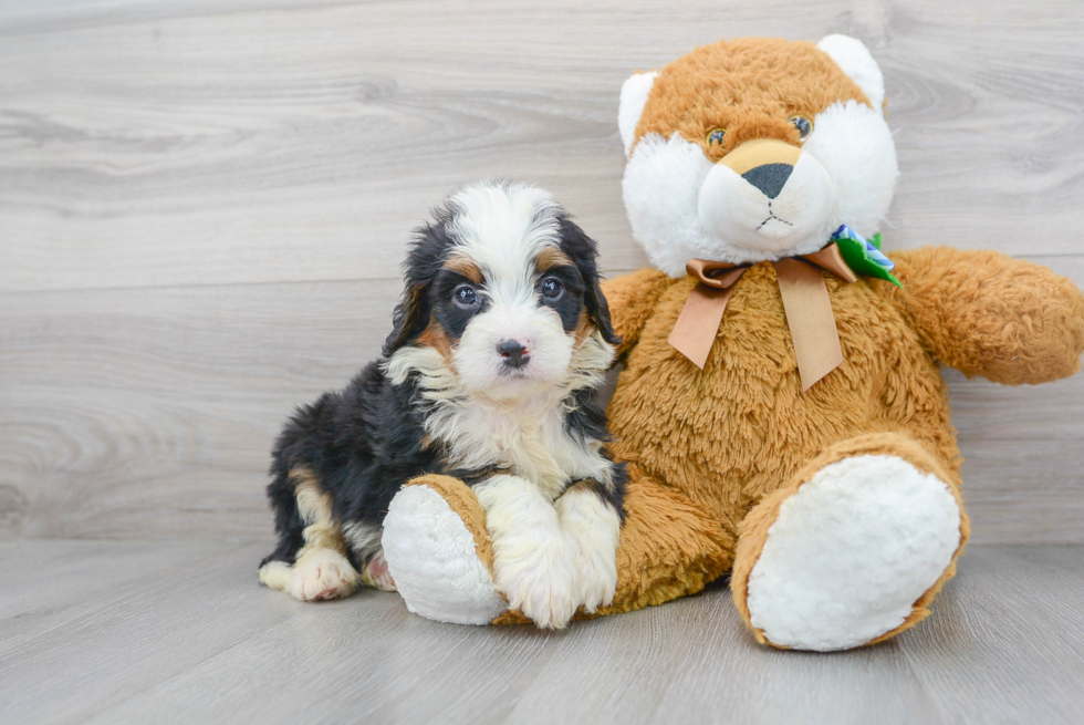 Meet Bentley  - our Mini Bernedoodle Puppy Photo 1/3 - Florida Fur Babies