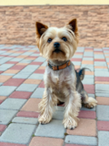 Cute Yorkshire Terrier Pup