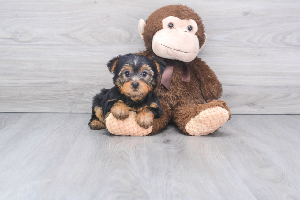 Meet Avery - our Yorkshire Terrier Puppy Photo 2/2 - Florida Fur Babies
