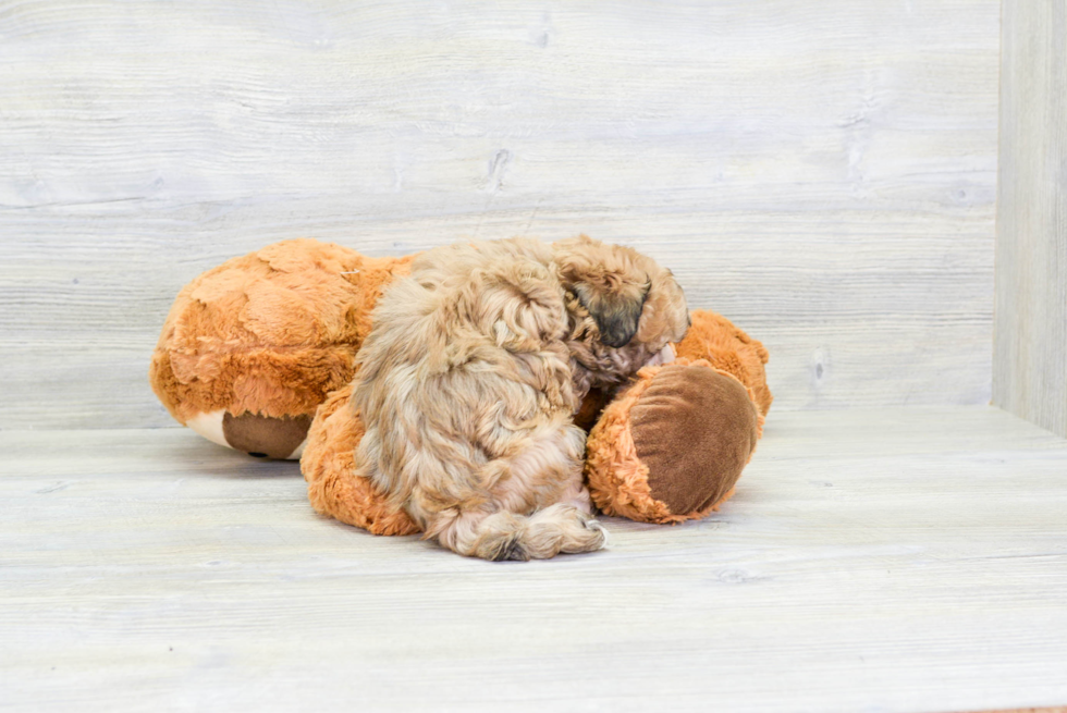 Meet Abraham - our Havanese Puppy Photo 4/4 - Florida Fur Babies
