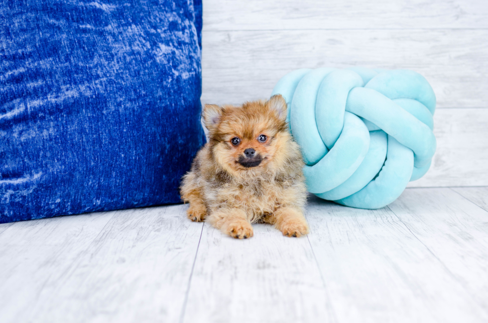 Meet Tyson - our Pomeranian Puppy Photo 1/6 - Florida Fur Babies