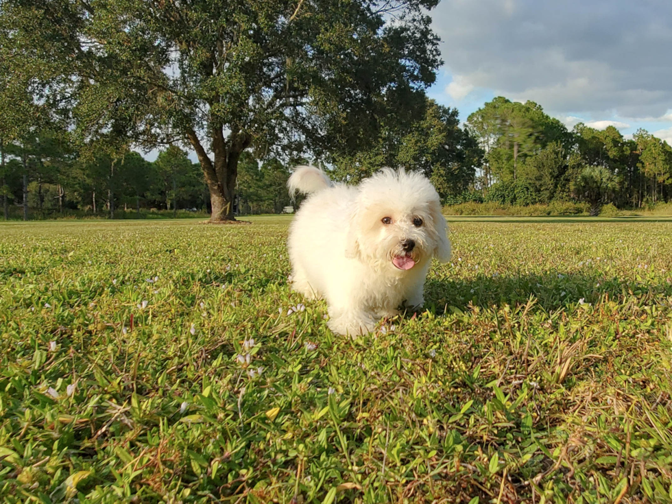 Meet Denise - our Poochon Puppy Photo 1/6 - Florida Fur Babies