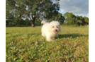 Meet Denise - our Poochon Puppy Photo 1/6 - Florida Fur Babies