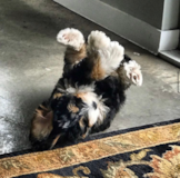 Mini Bernedoodle Being Cute Mini Bernedoodle Being Cute