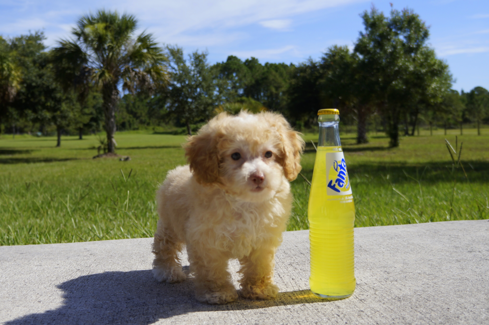 Meet Oz - our Cavapoo Puppy Photo 2/2 - Florida Fur Babies