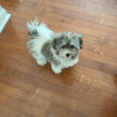 Puppy For Sale - Florida Fur Babies Puppy For Sale - Florida Fur Babies