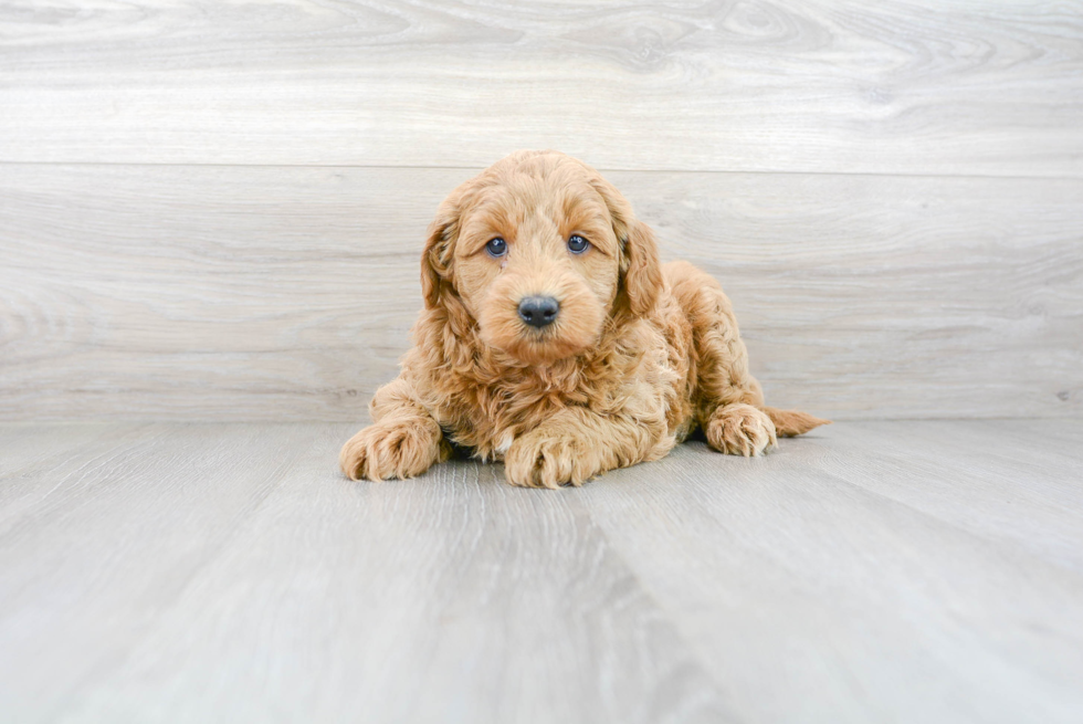 Meet Hugo - our Mini Goldendoodle Puppy Photo 1/3 - Florida Fur Babies