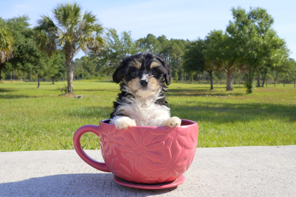 Meet Roy - our Cavachon Puppy Photo 1/4 - Florida Fur Babies