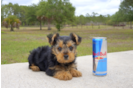 Meet Mocha - our Yorkshire Terrier Puppy Photo 4/4 - Florida Fur Babies