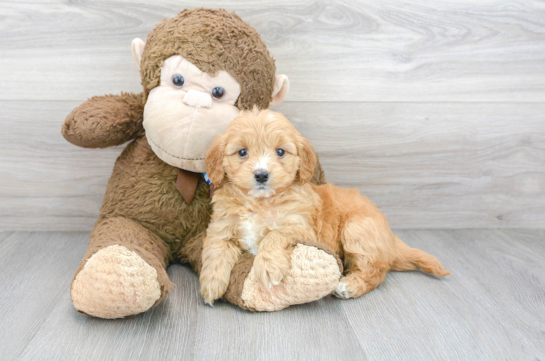 13 week old Mini Goldendoodle Puppy For Sale - Florida Fur Babies