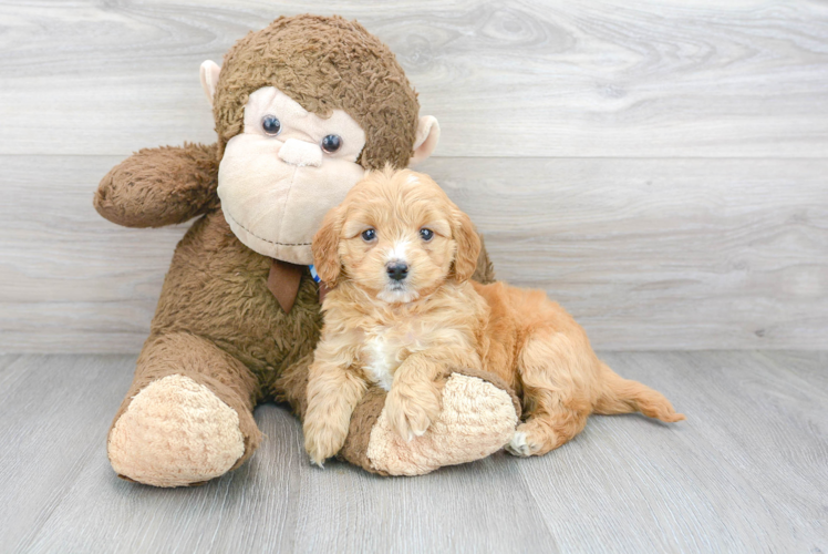 Meet Prescott - our Mini Goldendoodle Puppy Photo 1/3 - Florida Fur Babies