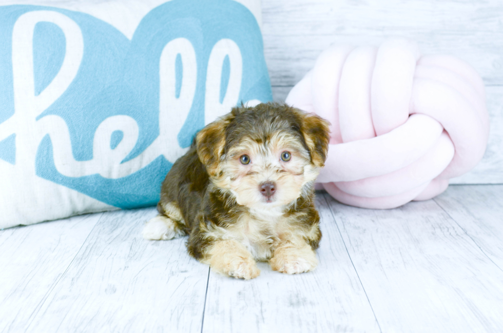 Meet  Megan - our Morkie Puppy Photo 3/5 - Florida Fur Babies