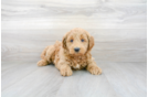 Meet Hugo - our Mini Goldendoodle Puppy Photo 2/3 - Florida Fur Babies