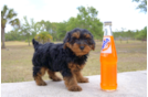 Meet Claire - our Yorkie Poo Puppy Photo 5/6 - Florida Fur Babies