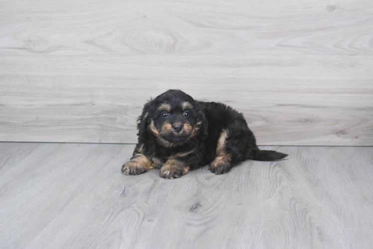 Meet Macey - our Mini Bernedoodle Puppy Photo 3/3 - Florida Fur Babies