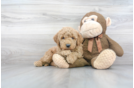 Meet Joe - our Mini Goldendoodle Puppy Photo 1/3 - Florida Fur Babies