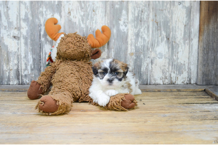 Meet Lucas - our Teddy Bear Puppy Photo 2/3 - Florida Fur Babies
