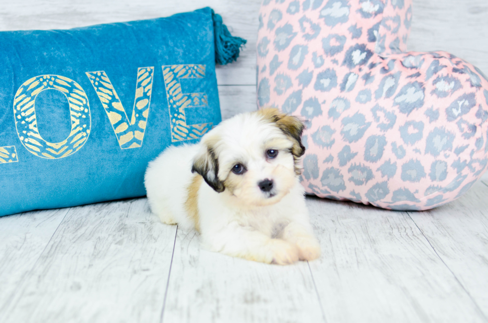 Meet  Milo - our Teddy Bear Puppy Photo 1/8 - Florida Fur Babies