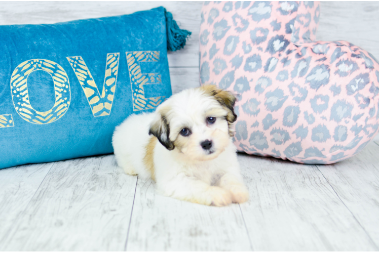 Meet  Milo - our Teddy Bear Puppy Photo 1/8 - Florida Fur Babies