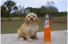 Meet Eli - our Cavachon Puppy Photo 2/3 - Florida Fur Babies