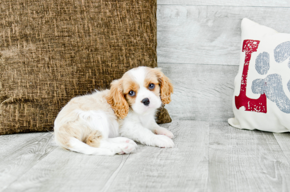 Meet Oakley - our Cavalier King Charles Spaniel Puppy Photo 3/5 - Florida Fur Babies