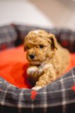 Cute Cavalier Poodle Mix Pup