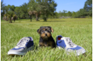 Meet Avery - our Yorkshire Terrier Puppy Photo 3/3 - Florida Fur Babies