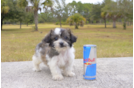 Meet Carol - our Teddy Bear Puppy Photo 1/2 - Florida Fur Babies