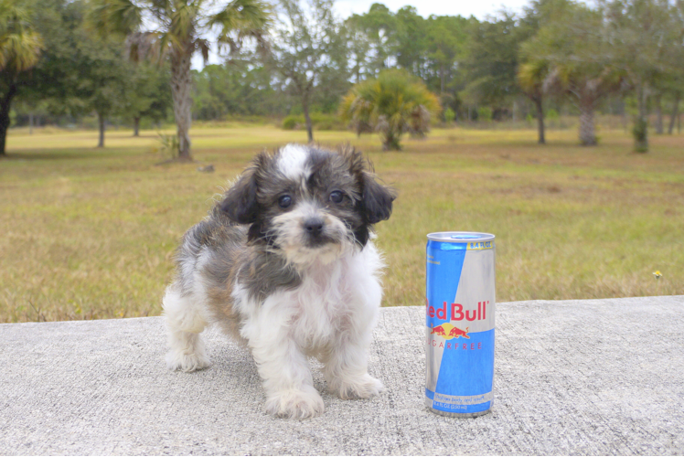 Meet Carol - our Teddy Bear Puppy Photo 1/2 - Florida Fur Babies
