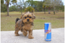 Meet  Amber  - our Shorkie Puppy Photo 1/2 - Florida Fur Babies