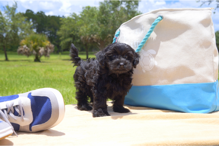 Meet Caden - our Yorkie Poo Puppy Photo 1/2 - Florida Fur Babies