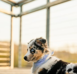 Mini American Shepherd Puppies For Sale - Florida Fur Babies
