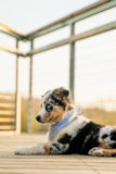 Cute Mini Aussie Purebred Pup