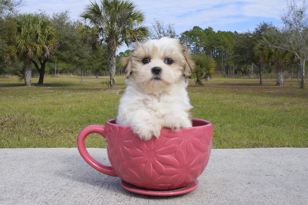 Meet Ally - our Teddy Bear Puppy Photo 2/4 - Florida Fur Babies