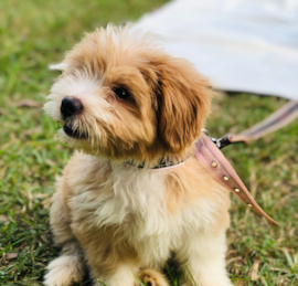 Maltepoo Puppies For Sale - Florida Fur Babies