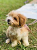 Cute Maltepoo Poodle Mix Pup