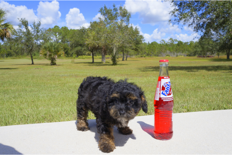 Meet Sadie - our Yorkie Poo Puppy Photo 3/3 - Florida Fur Babies
