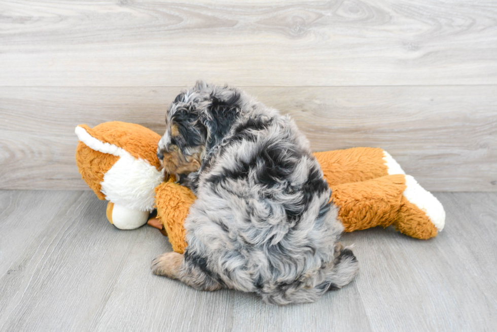 Meet Sorrento - our Mini Bernedoodle Puppy Photo 3/3 - Florida Fur Babies