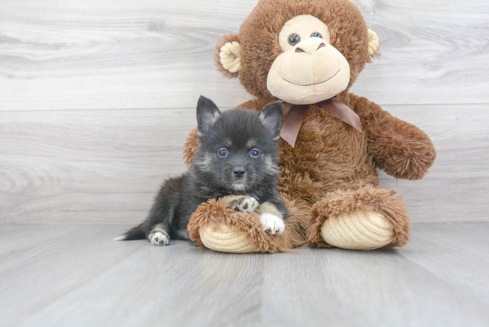 Meet Sox - our Pomsky Puppy Photo 2/3 - Florida Fur Babies