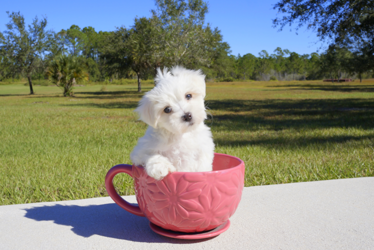 Meet  Laurel - our Maltese Puppy Photo 1/4 - Florida Fur Babies