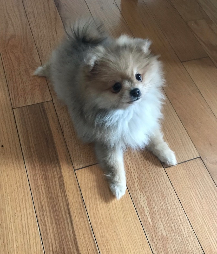 Cute Pomeranian Purebred Pup