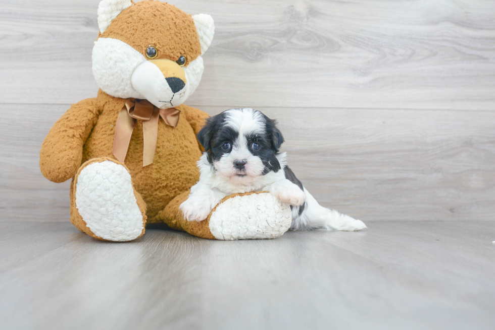 Meet Janet - our Teddy Bear Puppy Photo 2/3 - Florida Fur Babies