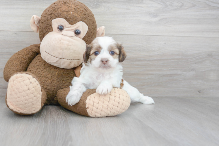 Meet Oreo - our Shih Poo Puppy Photo 2/3 - Florida Fur Babies