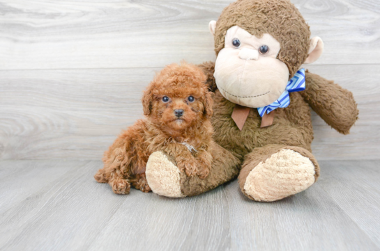 13 week old Poodle Puppy For Sale - Florida Fur Babies