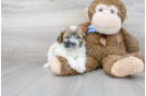 Meet Chip - our Teddy Bear Puppy Photo 1/3 - Florida Fur Babies