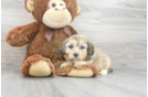 Meet Norah - our Mini Aussiedoodle Puppy Photo 1/3 - Florida Fur Babies